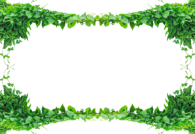 Şeffaf arkaplanda yeşil yaprak çerçevesi, yeşil çimen çerçevesi, yeşil çimen sınırı, soyut yeşil çimen dokusu İrlanda mozaik haritası, yeşil bitkiler asılı