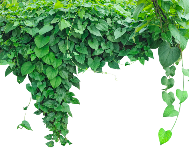 Yeşil yapraklı çerçeve, ağaçta yetişen yeşil bir bitki, taze yeşil sarmaşık yaprakları doğal bir yeşillik yaratıyor, sağlıklı organik bahçe dokularını göstermek için mükemmel, yoğun yeşil sarmaşıklar ve yapraklar.