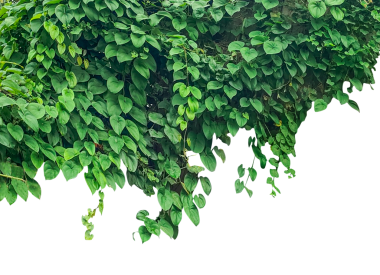 Ağaçta yaprakları olan yeşil bitkiler asılı yeşil sarmaşık yaprakları duvarda yeşil sarmaşık yaprakları arka planda yeşil yapraklar png arkaplanda izole edilmiş yeşil yapraklar taze yeşil ağaç yaprakları ve yaprak çerçeve izole
