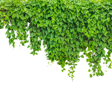 Taze yeşil sarmaşık yaprakları, sağlıklı organik bahçe dokularını sergilemek için mükemmel bir doğal bitki örtüsü oluşturur.