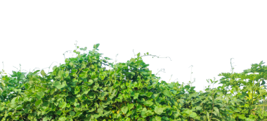 yeşil çimen arka planı, beyaz arka planda yeşil Ben bitkileri, yeşil bitki çalıları png arkaplanda izole yeşil yapraklar, taze yeşil ağaç yaprakları ve yalıtılmış yeşillik çerçeve 