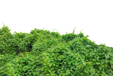 Üzerinde bitkiler olan yeşil bir duvar, yeşil sarmaşık yaprakları çerçevesi, üzerinde yeşil yapraklar olan bir çalı, beyaz arka planda izole edilmiş taze yeşil yapraklar, sağlıklı yiyecekler ve organik bahçe temaları için mükemmel.