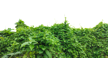 Yeşil çimen dokusu, üzerinde bitkiler olan yeşil bir duvar, yeşil sarmaşık yaprakları çerçevesi, yeşil yapraklı bir çalı, beyaz arka planda izole edilmiş taze yeşil bitki yaprakları, sağlıklı yiyecekler için mükemmel. 