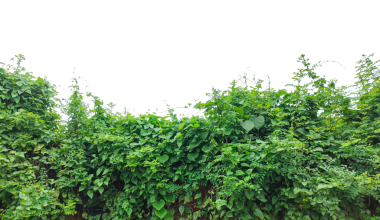 yeşil sarmaşık yaprakları çerçevesi, yeşil yapraklı bir çalı, beyaz arka planda taze yeşil yapraklar, sağlıklı yiyecekler ve organik bahçe temaları için mükemmel.