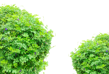 Taze yeşil çimenler ve sağlıklı bitki yapraklı organik yosunlar, maydanoz ve marul gibi, yiyecek ve bahçe temaları için beyaz bir arka planda izole edilmiş, yeşil yapraklı bir çalı.,