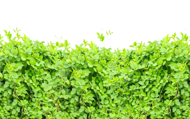 Şeffaf arka planda yeşil çit, maydanoz ya da marul gibi özel bir element, şeffaf arka planda yeşil çit, maydanoz ya da marul gibi özel bir element