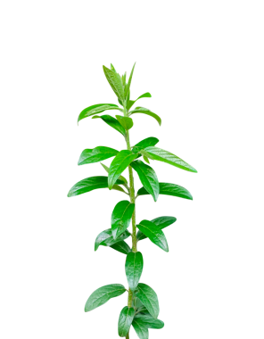 Taze yeşil bitki yaprağı ya da beyaz arka planda izole edilmiş bir dal, taze yeşil bir bitki.