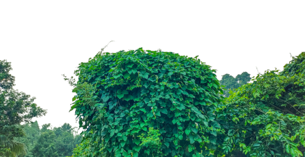 Beyaz üzerinde yeşil çimenler, ağaçlar ve çalıların olduğu yeşil bir tarla, üzerinde bitkiler olan yeşil bir duvar, yeşil sarmaşık yaprakları çerçevesi, üzerinde yeşil yapraklar olan bir çalı, beyaz üzerine izole edilmiş taze yeşil bitkiler.