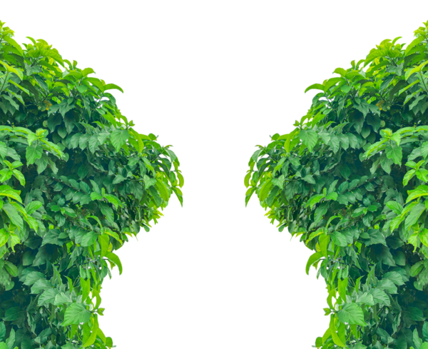 Canlı yeşil bir yaprak çerçeve, sergilenmek için mükemmel taze doğa, bahçe bitkileri, Beyaz Arkaplan Yeşil Yaprak Sınırı, taze yeşil yaprak çerçeveler