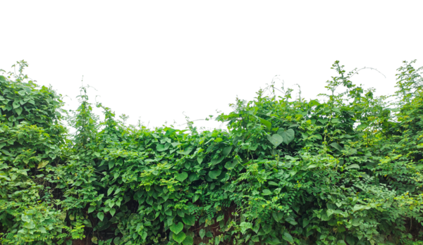 yeşil sarmaşık yaprakları çerçevesi, yeşil yapraklı bir çalı, beyaz arka planda taze yeşil yapraklar, sağlıklı yiyecekler ve organik bahçe temaları için mükemmel.