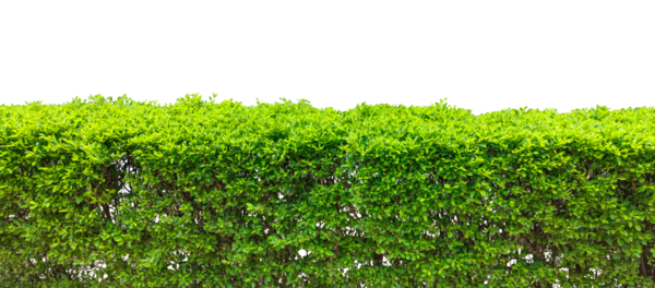 Yeşil yemyeşil yeşillik çimleri, yaz bahçesinde yetişen taze yeşil çimenler doğal yaprak dokusu çerçevesi, şeffaf arka planda yeşil çit.