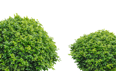 Yeşil çimen çerçeve izole, şeffaf arka planda iki yeşil ağaç, Png karşısında iki yemyeşil çalı,