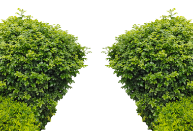 Yeşil bir çim çerçeve izole, şeffaf bir zemin üzerinde iki yeşil ağaç, İki yemyeşil çalı png karşı,