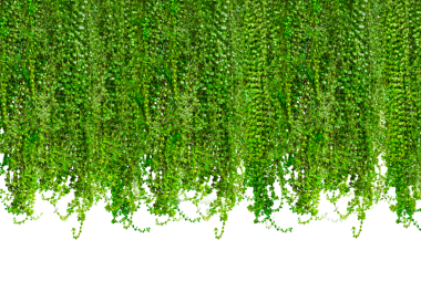 Duvardaki yeşil yapraklar, duvardaki yeşil doğal bitki yaprağı dokusu, arka plandaki ağaçtan sarkan yeşil bitkiler.,