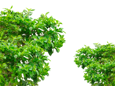 Taze yeşil maydanoz yaprakları, sağlıklı bir malzeme ve aromatik bitki, beyaz arka planda izole edilmiş taze yeşil maydanoz yaprakları, sağlıklı bir malzeme ve aromatik bitki, beyaz bir arka planda izole edilmiş.