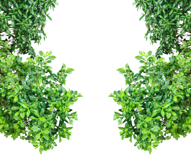 Taze yeşil yapraklar, yalıtılmış bitki dallarının doğal bir çerçevesini oluşturur. Bahar ve yaz organik bahçe temaları için mükemmeldir.