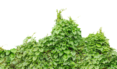 yeşil sarmaşık duvarda, yeşil sarmaşık yaprakları şeffaf arka planda, yemyeşil sarmaşık yaprakları tırmanma sarmaşıkları