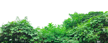 yeşil çimen arka planı, yeşil çimen dokusu, şeffaf arkaplanda yeşil sarmaşık yaprakları, Berrak Gökyüzü Altında yemyeşil yeşillik yapraklar