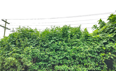 Yeşil çimen dokusu, şeffaf arkaplanda yeşil sarmaşık yaprakları, Berrak Gök Altında yemyeşil yeşillik