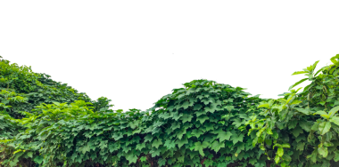 Yeşil çimen dokusu, şeffaf arkaplanda yeşil sarmaşık yaprakları, Berrak Gök Altında yemyeşil yeşillik