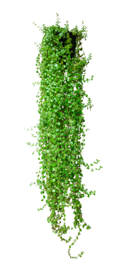 Canlı bir yaprağı olan taze organik yeşil sarmaşık çalısı, doğal gıda tasarımları için izole edilmiş yeşil bitki şeffaf bir arkaplanda bir saksıya asılı yeşil sarmaşık bitkisi,