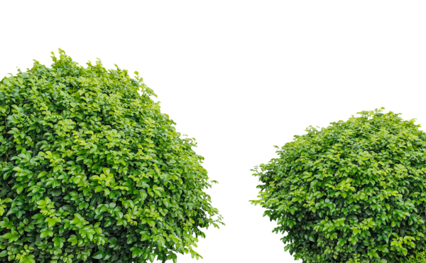 Yeşil çimen çerçeve izole, şeffaf arka planda iki yeşil ağaç, Png karşısında iki yemyeşil çalı,