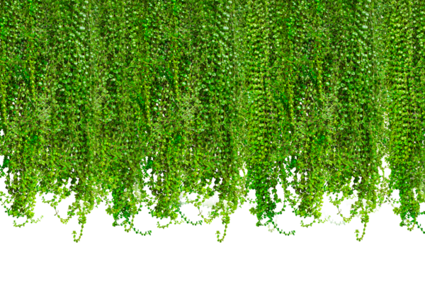 Duvardaki yeşil yapraklar, duvardaki yeşil doğal bitki yaprağı dokusu, arka plandaki ağaçtan sarkan yeşil bitkiler.,