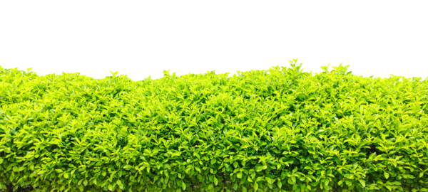 Şeffaf arka planda yeşil çalılar, yeşil çimen dokusu, Beyaz Gök 'e karşı yemyeşil çit,