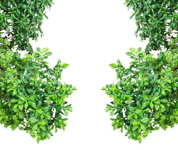 Taze yeşil yapraklar, yalıtılmış bitki dallarının doğal bir çerçevesini oluşturur. Bahar ve yaz organik bahçe temaları için mükemmeldir.