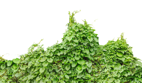 yeşil sarmaşık duvarda, yeşil sarmaşık yaprakları şeffaf arka planda, yemyeşil sarmaşık yaprakları tırmanma sarmaşıkları