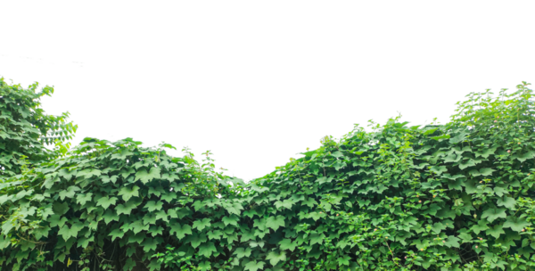 Yeşil çimen dokusu, şeffaf arkaplanda yeşil sarmaşık yaprakları, Berrak Gök Altında yemyeşil yeşillik