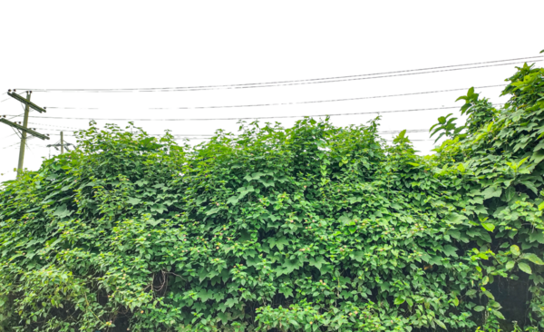 Yeşil çimen dokusu, şeffaf arkaplanda yeşil sarmaşık yaprakları, Berrak Gök Altında yemyeşil yeşillik