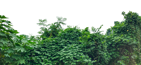 Yeşil çimen dokusu, şeffaf arkaplanda yeşil sarmaşık yaprakları, Berrak Gök Altında yemyeşil yeşillik