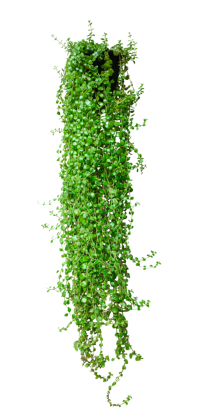 Canlı bir yaprağı olan taze organik yeşil sarmaşık çalısı, doğal gıda tasarımları için izole edilmiş yeşil bitki şeffaf bir arkaplanda bir saksıya asılı yeşil sarmaşık bitkisi,