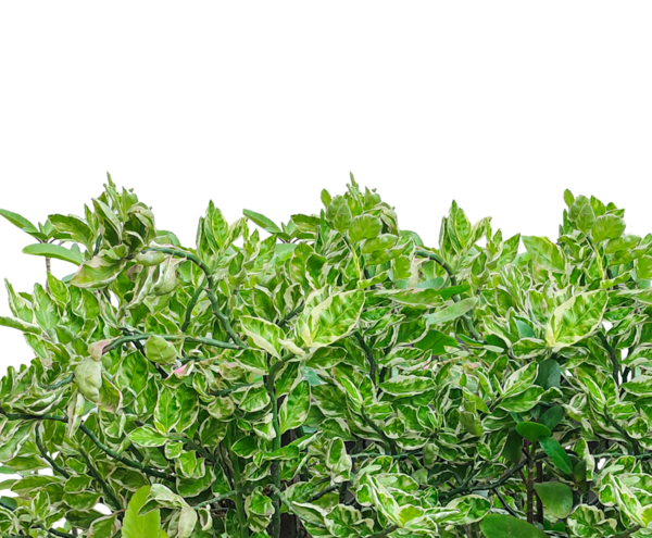 Bir demet taze ot, yeşil yapraklı bir çalı, yeşil yapraklı çeşitli öforbi timaloidleri ve yeşil yapraklı png yaprakları.,