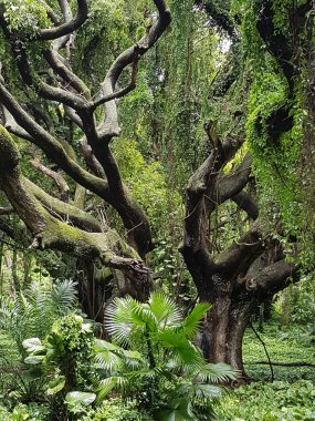 Ormandaki ağaçta yeşil yosun