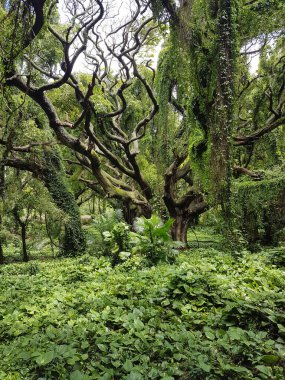 Parktaki yeşil orman