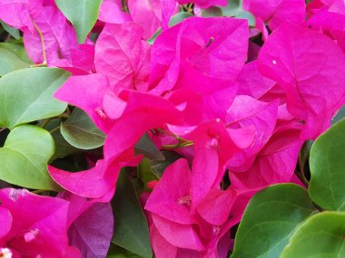 Bahçede güzel kırmızı ve yeşil yapraklar