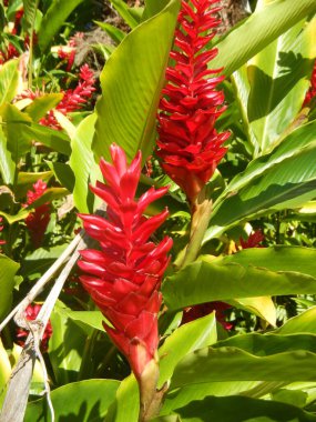Bahçede yetişen güzel çiçeklere yakın.