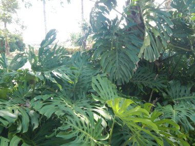 Güzel botanik fotoğrafı, doğal duvar kağıdı.