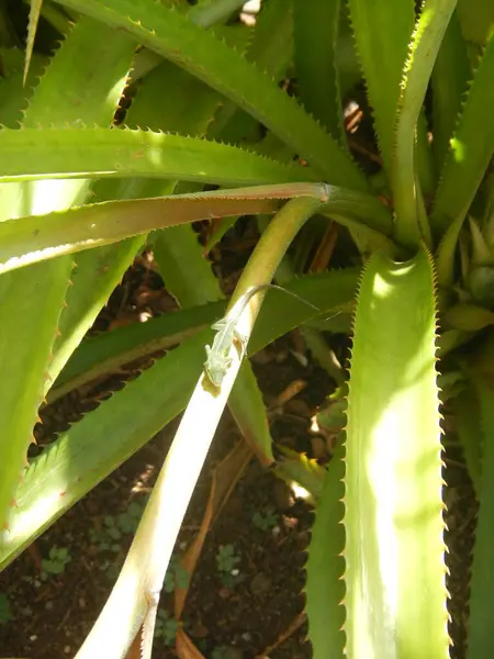 stock image aloe vera plant, tropical plant