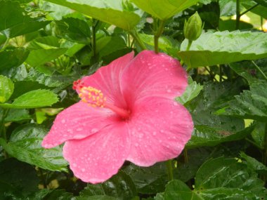 Bahçedeki pembe çiçek