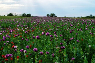 Mor gelincik çiçekleri tarlası