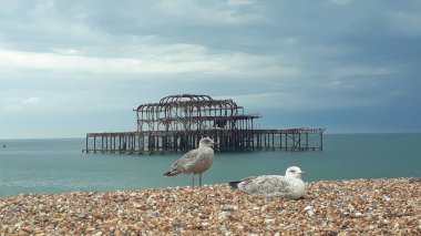 Brigthon sahillerinde (İngiltere) iskele ve martılar)