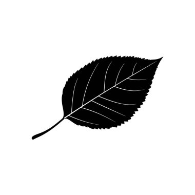 İzole edilmiş vektör illüstrasyonu stilize edilmiş bir siyah yaprak ikonu sunar. Yaprağın net, belirgin damarları ve tırtıklı kenarı vardır. Beyaz arka plandaki doğal tasvirini güçlendirir..
