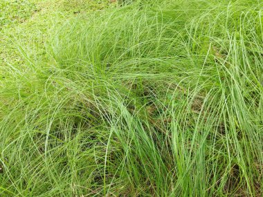 Needle grass Stipa cappilata plant on ground