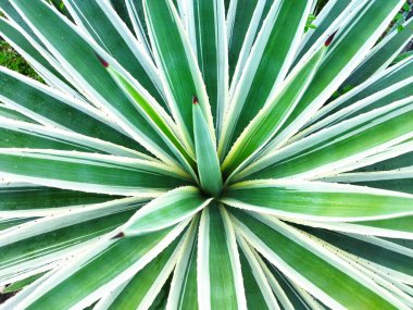 Bahçedeki Angustifolia bitkisi, bir süs bitkisine benziyor.