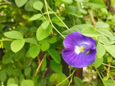 Klitoria ternatea, Endonezya 'da yaygın olarak Asya güvercin kanatları veya bunga telang olarak bilinir.
