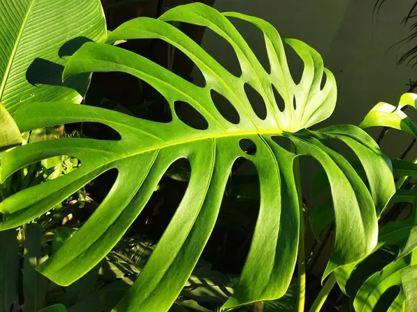 Monstera deliciosa or the Swiss cheese plant on pot