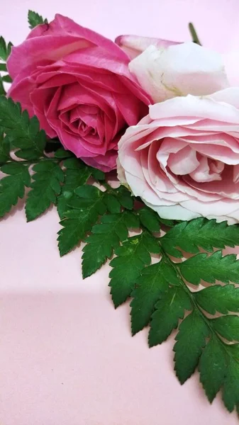 A picture of single pink and light pink rose on green leaves